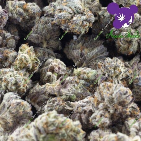 Anesia Seeds Frozen Black Cherry Automatic Smoke Buds Weed Ganja Skunk Dope Pot Images Pics Nuggets