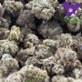 Anesia Seeds Frozen Black Cherry Automatic Smoke Buds Weed Ganja Skunk Dope Pot Images Pics Nuggets