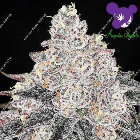 Frozen Black Cherry Feminized Marijuana Strain by Anesia Seeds For Sale Online at Cannabis Seeds Outlet