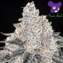 Frozen Black Cherry Feminized Marijuana Strain by Anesia Seeds For Sale Online at Cannabis Seeds Outlet