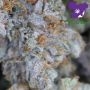 Frozen Black Cherry Feminized by Anesia Seeds THC Content Potency Strength CBD Height Yield Flowering Time Indica Sativa Genetic