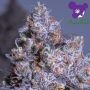 Frozen Black Cherry Automatic Marijuana Strain by Anesia Seeds For Sale Online at Cannabis Seeds Outlet