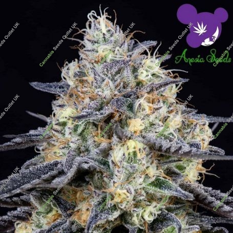 Foster Feminized Marijuana Strain by Anesia Seeds For Sale Online at Cannabis Seeds Outlet