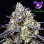 Foster Feminized Marijuana Strain by Anesia Seeds For Sale Online at Cannabis Seeds Outlet