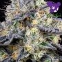 Foster Feminized by Anesia Seeds THC Content Potency Strength CBD Height Yield Flowering Time Indica Sativa Genetics