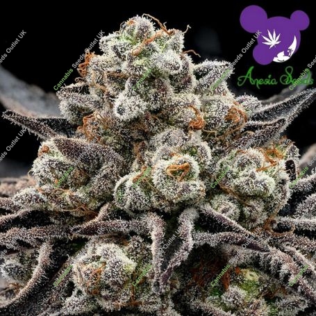 Epic Buzz Feminized Marijuana Strain by Anesia Seeds For Sale Online at Cannabis Seeds Outlet