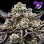 Epic Buzz Feminized Marijuana Strain by Anesia Seeds For Sale Online at Cannabis Seeds Outlet