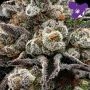 Anesia Seeds Epic Buzz Smoke Buds Weed Ganja Skunk Dope Pot Images Pics Nuggets