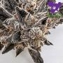 Epic Buzz Feminized by Anesia Seeds THC Content Potency Strength CBD Height Yield Flowering Time Indica Sativa Genetics