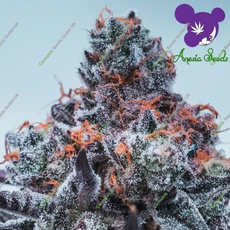 Deep Jealousy Auto Feminized Marijuana Strain by Anesia Seeds For Sale Online at Cannabis Seeds Outlet