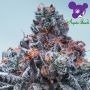 Deep Jealousy Auto Feminized Marijuana Strain by Anesia Seeds For Sale Online at Cannabis Seeds Outlet