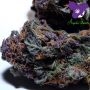 Anesia Seeds Dankberry Smoke Buds Weed Ganja Skunk Dope Pot Images Pics Nuggets
