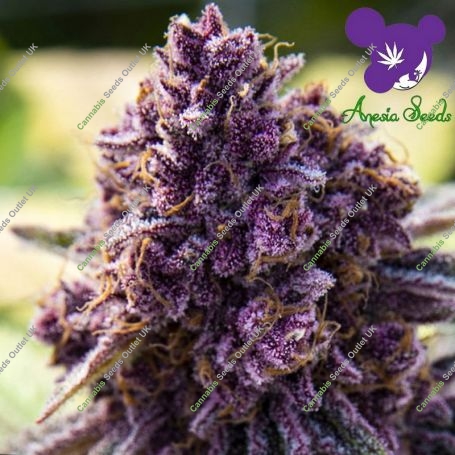 Dankberry Feminized Marijuana Strain by Anesia Seeds For Sale Online at Cannabis Seeds Outlet