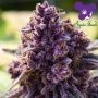 Dankberry Feminized Marijuana Strain by Anesia Seeds For Sale Online at Cannabis Seeds Outlet
