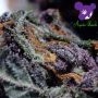 Dankberry Feminized by Anesia Seeds THC Content Potency Strength CBD Height Yield Flowering Time Indica Sativa Genetics