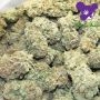 Anesia Seeds Cash Cow Smoke Buds Weed Ganja Skunk Dope Pot Images Pics Nuggets