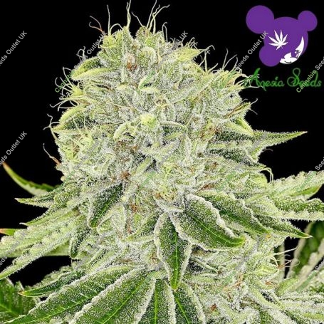 Cash Cow Feminized Marijuana Strain by Anesia Seeds For Sale Online at Cannabis Seeds Outlet