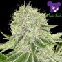 Cash Cow Feminized Marijuana Strain by Anesia Seeds For Sale Online at Cannabis Seeds Outlet