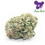Cash Cow Feminized by Anesia Seeds THC Content Potency Strength CBD Height Yield Flowering Time Indica Sativa Genetics