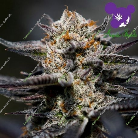 Calypso Sunrocks Feminized Marijuana Strain by Anesia Seeds For Sale Online at Cannabis Seeds Outlet