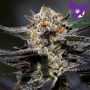 Calypso Sunrocks Feminized Marijuana Strain by Anesia Seeds For Sale Online at Cannabis Seeds Outlet