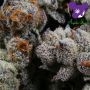 Calypso Sunrocks Feminized by Anesia Seeds THC Content Potency Strength CBD Height Yield Flowering Time Indica Sativa Genetics