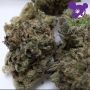 Anesia Seeds Calypso Sunrocks Smoke Buds Weed Ganja Skunk Dope Pot Images Pics Nuggets