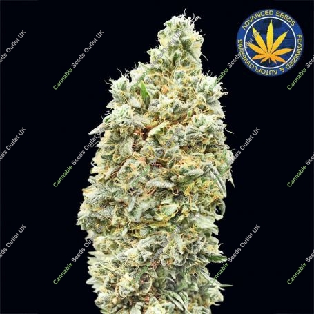 Strawberry Banana Fast Feminized Marijuana Strain by Advanced Seeds For Sale Online at Cannabis Seeds Outlet