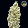 Strawberry Banana Fast Feminized Marijuana Strain by Advanced Seeds For Sale Online at Cannabis Seeds Outlet