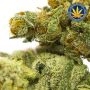 Strawberry Banana Fast Feminized by Advanced Seeds THC Content Potency Strength CBD Height Yield Flowering Time Indica Sativa Ge