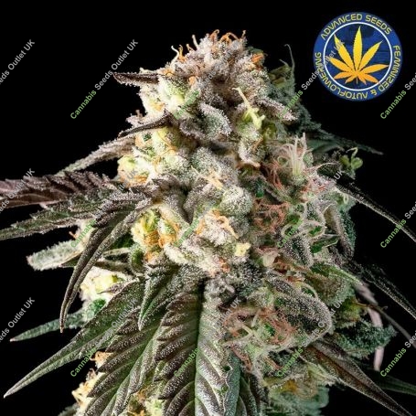 Fire Dog Feminized Marijuana Strain by Advanced Seeds For Sale Online at Cannabis Seeds Outlet