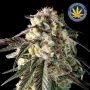 Fire Dog Feminized Marijuana Strain by Advanced Seeds For Sale Online at Cannabis Seeds Outlet