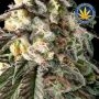 Fire Dog Feminized by Advanced Seeds THC Content Potency Strength CBD Height Yield Flowering Time Indica Sativa Genetics