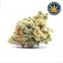 Advanced Seeds Critical Mass Fast Smoke Buds Weed Ganja Skunk Dope Pot Images Pics Nuggets
