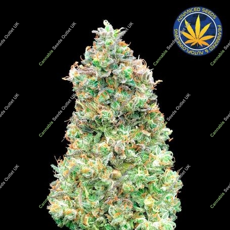 Critical Mass Fast Feminized Marijuana Strain by Advanced Seeds For Sale Online at Cannabis Seeds Outlet