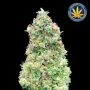 Critical Mass Fast Feminized Marijuana Strain by Advanced Seeds For Sale Online at Cannabis Seeds Outlet