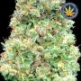 Critical Mass Fast Feminized by Advanced Seeds THC Content Potency Strength CBD Height Yield Flowering Time Indica Sativa Geneti