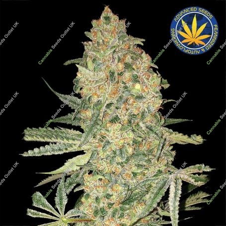 Bruce Banner Feminized Marijuana Strain by Advanced Seeds For Sale Online at Cannabis Seeds Outlet