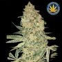 Bruce Banner Feminized Marijuana Strain by Advanced Seeds For Sale Online at Cannabis Seeds Outlet