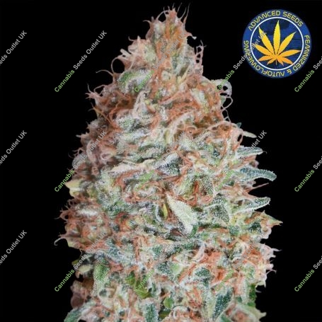 Banana Cookies Feminized Marijuana Strain by Advanced Seeds For Sale Online at Cannabis Seeds Outlet