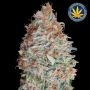Banana Cookies Feminized Marijuana Strain by Advanced Seeds For Sale Online at Cannabis Seeds Outlet