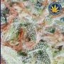 Banana Cookies Feminized by Advanced Seeds THC Content Potency Strength CBD Height Yield Flowering Time Indica Sativa Genetics