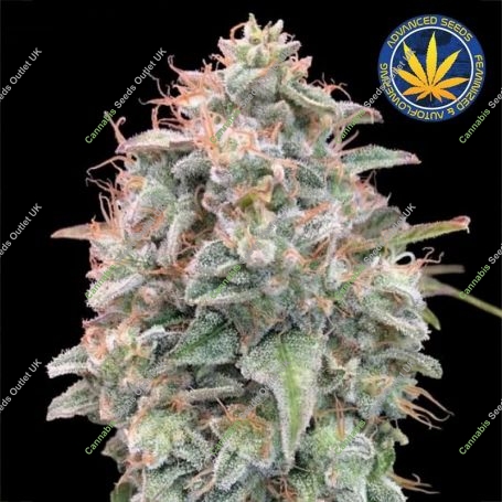Banana Cookies Auto Feminized Marijuana Strain by Advanced Seeds For Sale Online at Cannabis Seeds Outlet