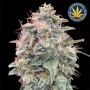 Banana Cookies Auto Feminized Marijuana Strain by Advanced Seeds For Sale Online at Cannabis Seeds Outlet