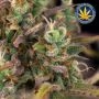 Banana Cookies Auto Feminized by Advanced Seeds THC Content Potency Strength CBD Height Yield Flowering Time Indica Sativa Genet