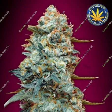 Sweet Somango Fast V Feminized Marijuana Strain by OO Seeds For Sale Online at Cannabis Seeds Outlet