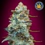 Sweet Somango Fast V Feminized Marijuana Strain by OO Seeds For Sale Online at Cannabis Seeds Outlet