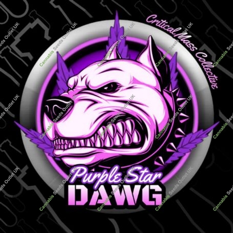 Purple Star Dawg Feminized Marijuana Strain by Critical Mass Collective For Sale Online at Cannabis Seeds Outlet