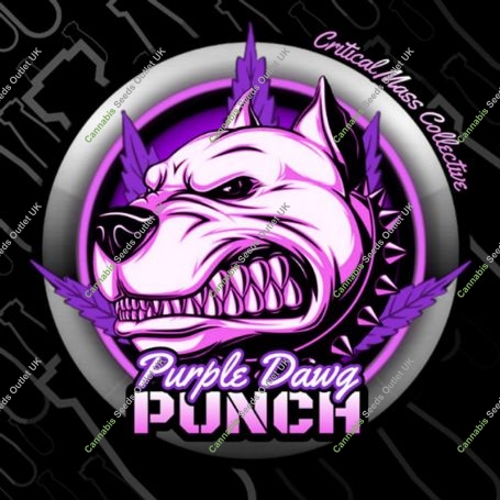 Purple Dawg Punch Marijuana Strain by Critical Mass Collective For Sale Online at Cannabis Seeds Outlet