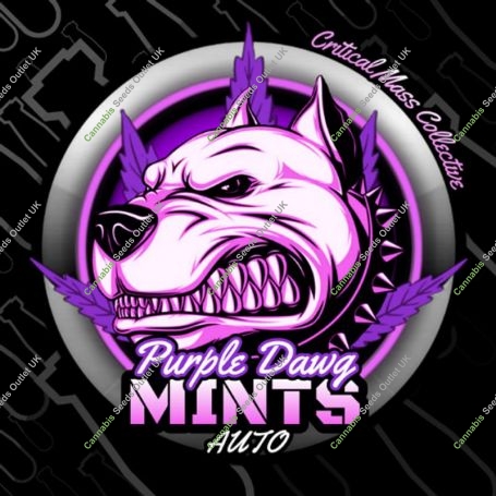 Purple Dawg Mintz Auto Marijuana Strain by Critical Mass Collective For Sale Online at Cannabis Seeds Outlet